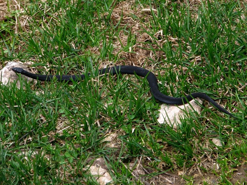 feketevipera.jpg